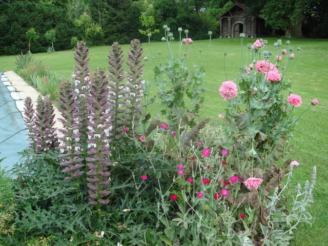 Acanthus spinosus